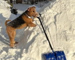 Un Airedale Terrier sur une surface enneigée 