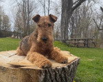 Un Airedale Terrier allongé sur le tronc d'un arbre