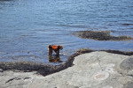 Un Airedale Terrier dans l'eau