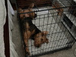 Un Airedale Terrier allongé dans une cage