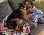 Un Airedale Terrier allongé sur un canapé