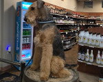 Un Airedale Terrier assis sur une table