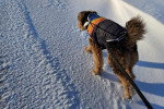 Un Airedale Terrier marchant sur une surface enneigée
