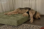 Un Airedale Terrier dormant sur un lit