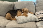 Un Airedale Terrier allongé sur un canapé