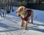 Un Airedale Terrier marchant sur une surface enneigée