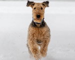 Un Airedale Terrier courant sur une surface enneiée