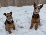 Deux Airedale Terrier assis sur une surface enneigée
