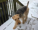 Un Airedale Terrier marchant sur un plancher en bois