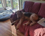 Un Airedale Terrier allongé sur un canapé