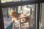 Un Airedale Terrier allongé sur une chaise