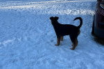 Un Airedale Terrier sur une surface enneigée