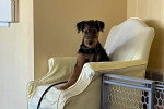 Un Airedale Terrier assis sur un fauteuil