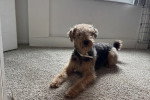 Un Airedale Terrier allongé sur une moquette et portant un collier autour du cou