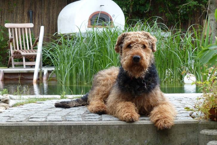 Photo Airedale Terrier