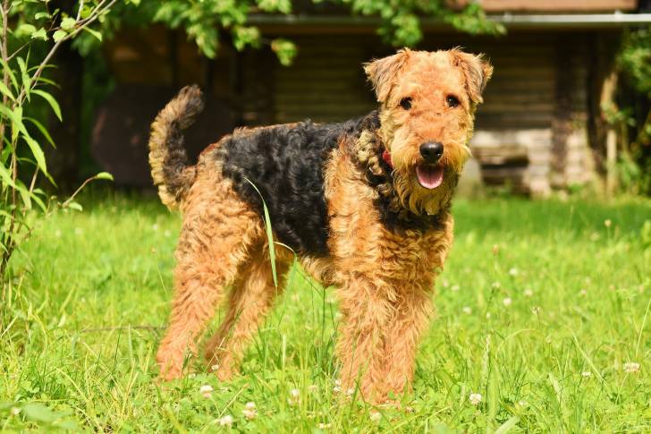 Photo Airedale Terrier