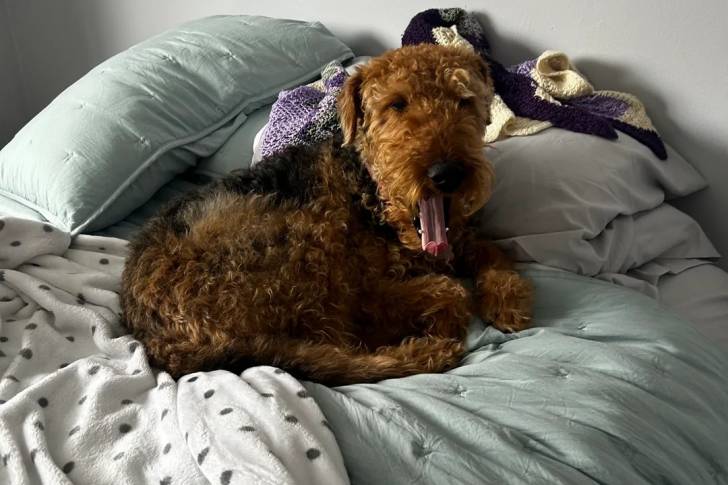 Un Airedale Terrier allongé sur un lit et ayant la langue pendante 