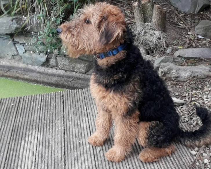 Un Airedale Terrier assis sur une surface bétonnée et portant un collier autour du cou