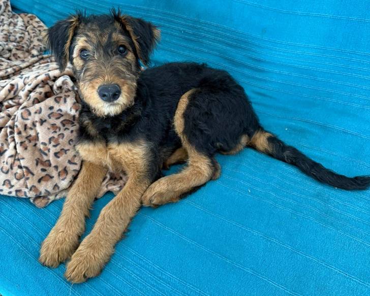 Un Airedale Terrier allongé sur un lit et semblant détendu 