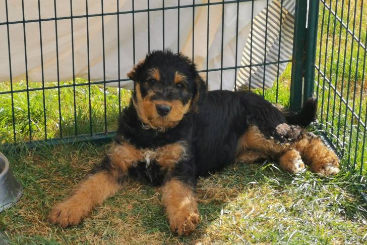 Un Airedale Terrier allongé sur une surface herbacée et regardant vers la caméra 
