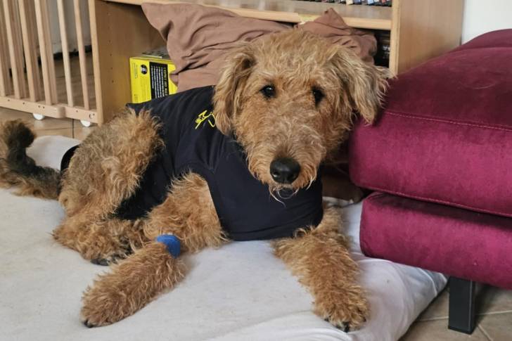 Un Airedale Terrier allongé sur lit pour chien et regardant vers la caméra 