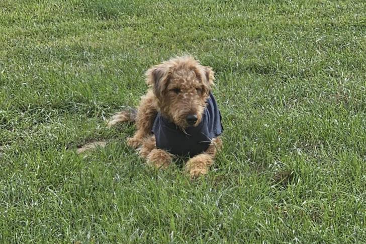 Un Airedale Terrier allongé sur une surface gazonnée et portant un habit pour chien 