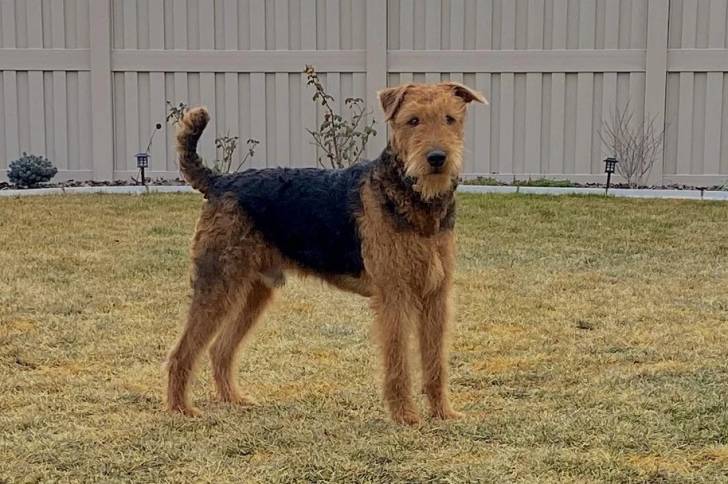 Un Airedale Terrier sur une pelouse verte