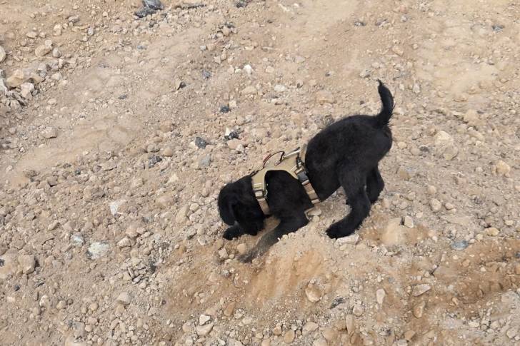 Un Airedale Terrier reniflant le sol