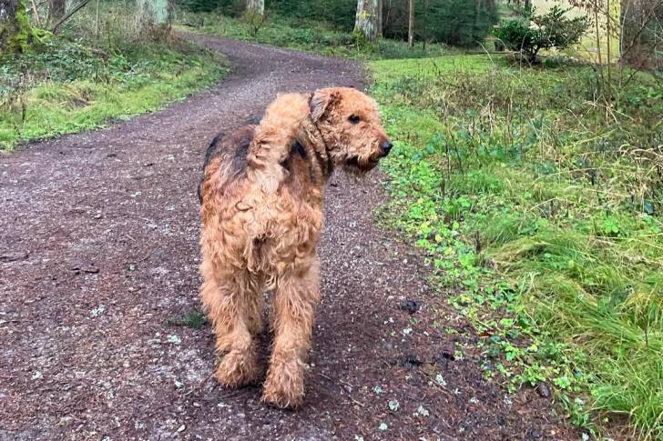 Un Airedale Terrier marchant sur un sentier
