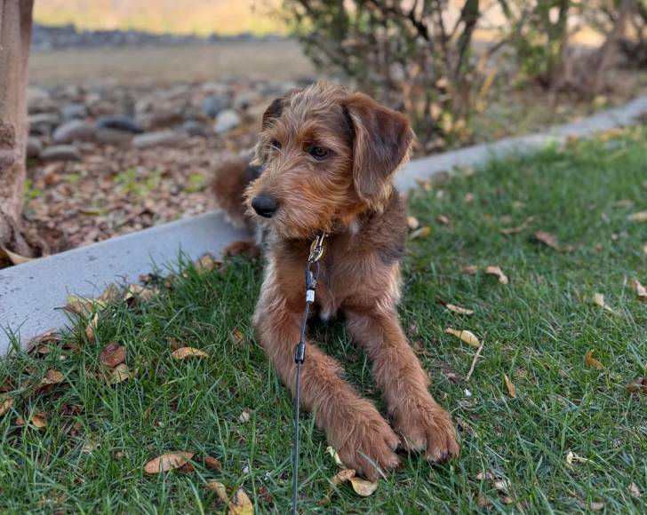 Un Airedale Terrier allongé sur un terrain herbeux