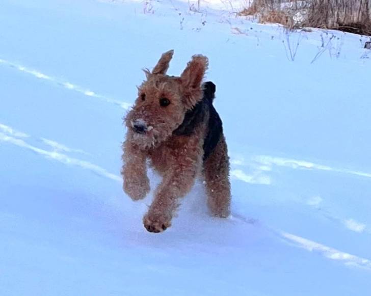 Un Airedale Terrier courant sur une surface enneigée