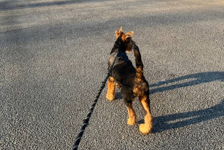 Un Airedale Terrier marchant sur une surface goudronnée et tenu en laisse