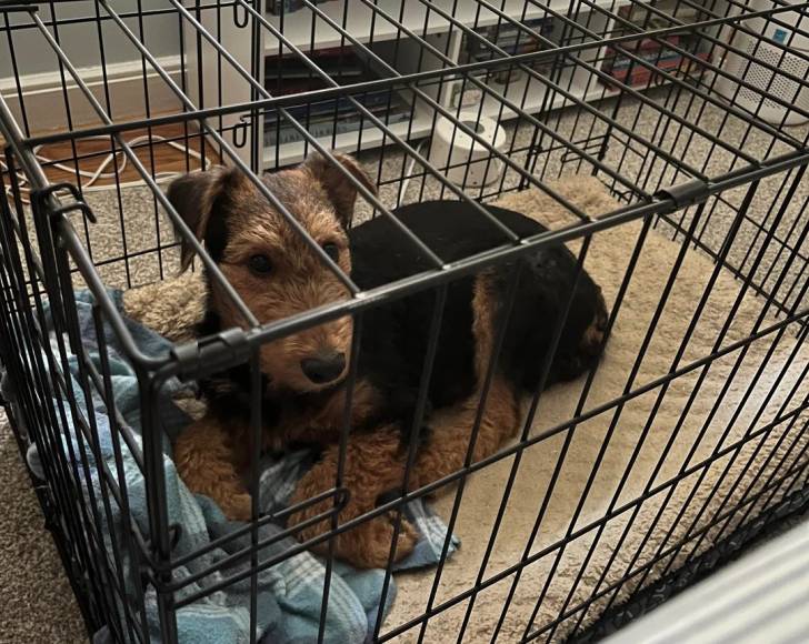 Un Airedale Terrier allongé dans une cage