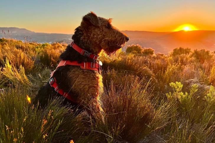 Un Airedale Terrier assis dans l'herbe et portant un harnais