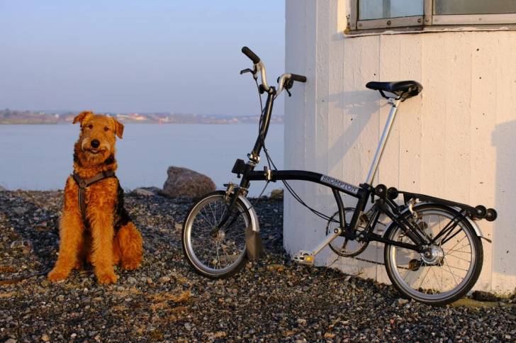 Un Airedale Terrier assis près d'un vélo