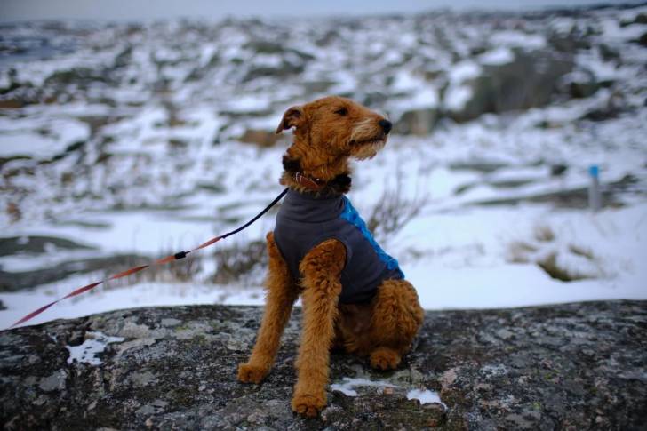 Un Airedale Terrier assis sur le tronc d'un arbre 