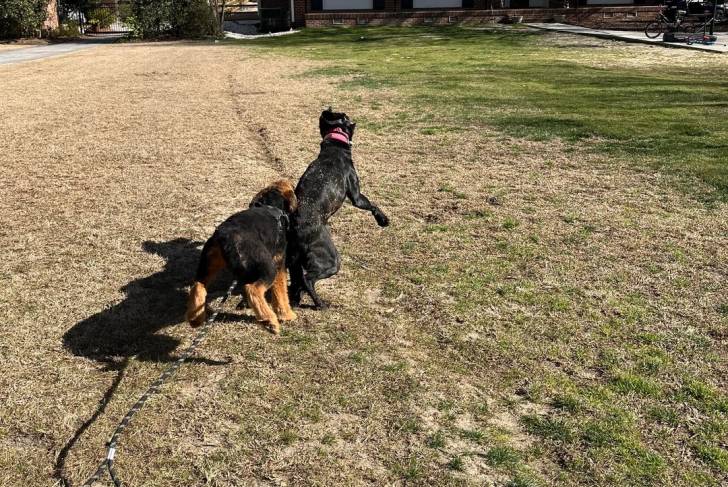 Deux Airedale Terrier jouant sur un terrain herbeux