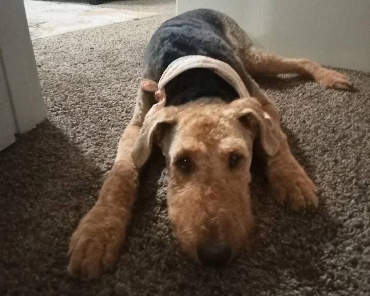 Un Airedale Terrier allongé sur un tapis