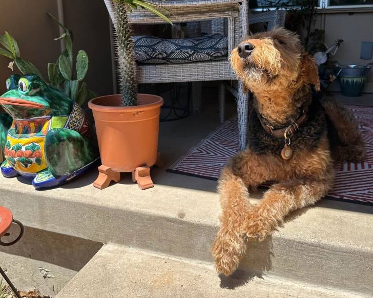 Un Airedale Terrier allongé sur un tapis