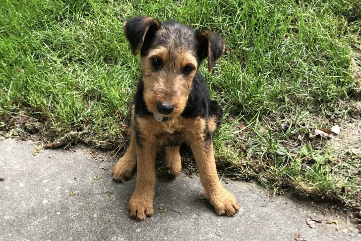 Un Airedale Terrier assis et regardant vers la caméra