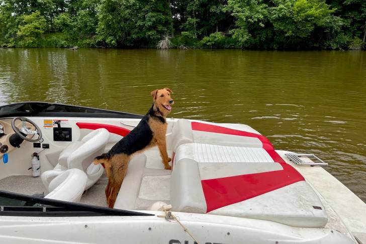 Un Airedale Terrier dans un bateau à moteur