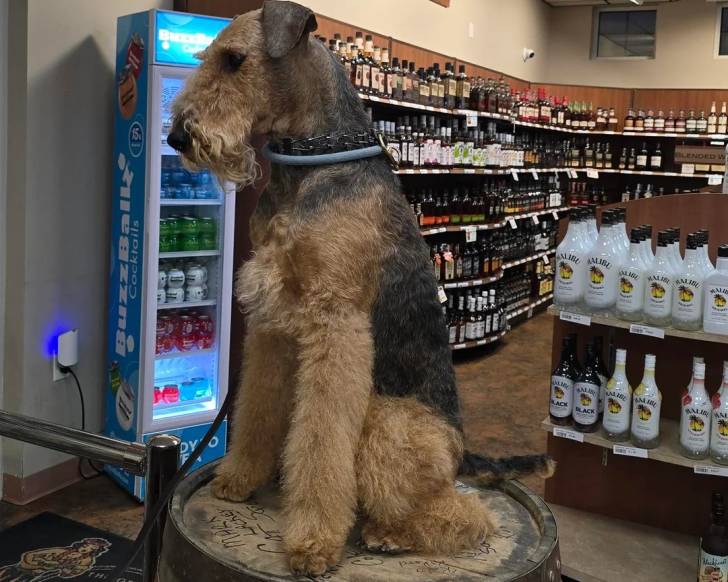 Un Airedale Terrier assis sur une table