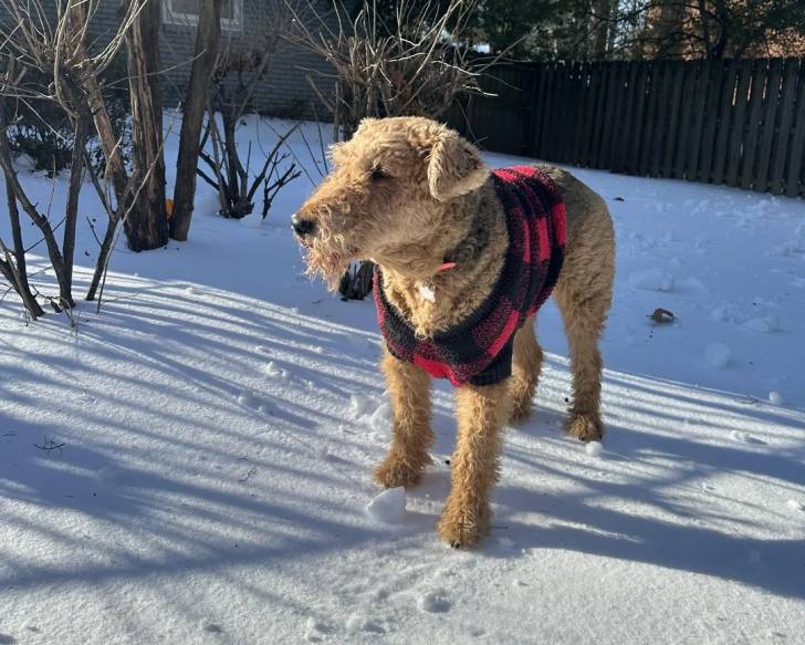Un Airedale Terrier marchant sur une surface enneigée