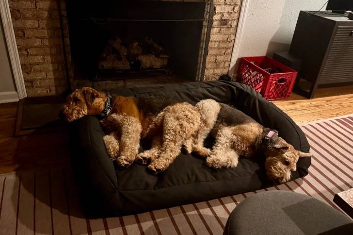 Photo Airedale Terrier Femelle