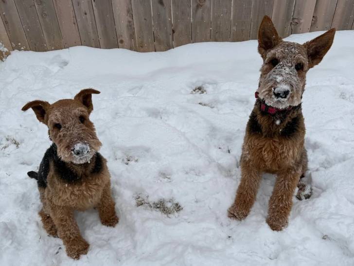 Photo Airedale Terrier Femelle