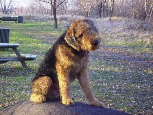 Scooby, Airedale Terrier de 5 ans - Airedale Terrier (5 ans)