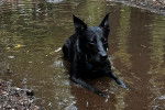 Un Kelpie Shepherd allongé dans l'eau et portant un collier autour du cou