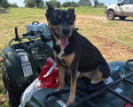 Un Kelpie Shepherd assis sur un quad et tirant la langue 