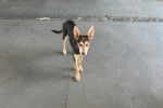 Un Kelpie Shepherd sur une surface bétonnée et regardant vers la caméra