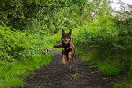 Un Kelpie Shepherd courant sur un sentier et portant un collier autour du cou